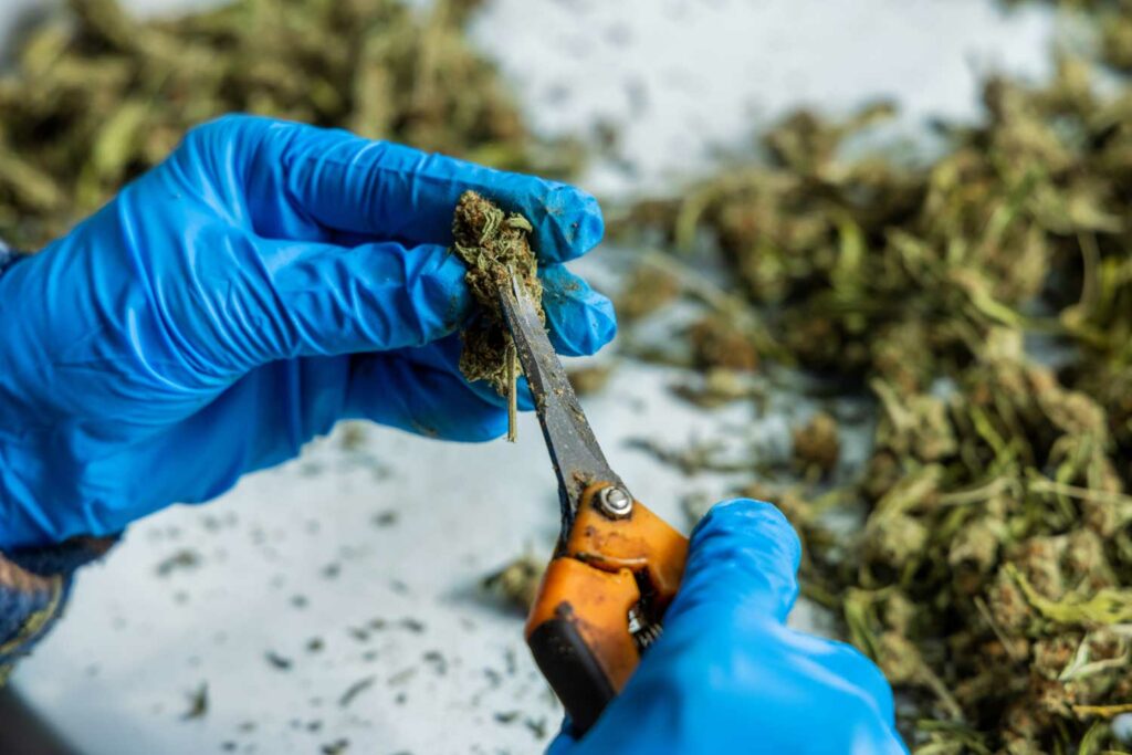 cannabis cultivation specialist trimming