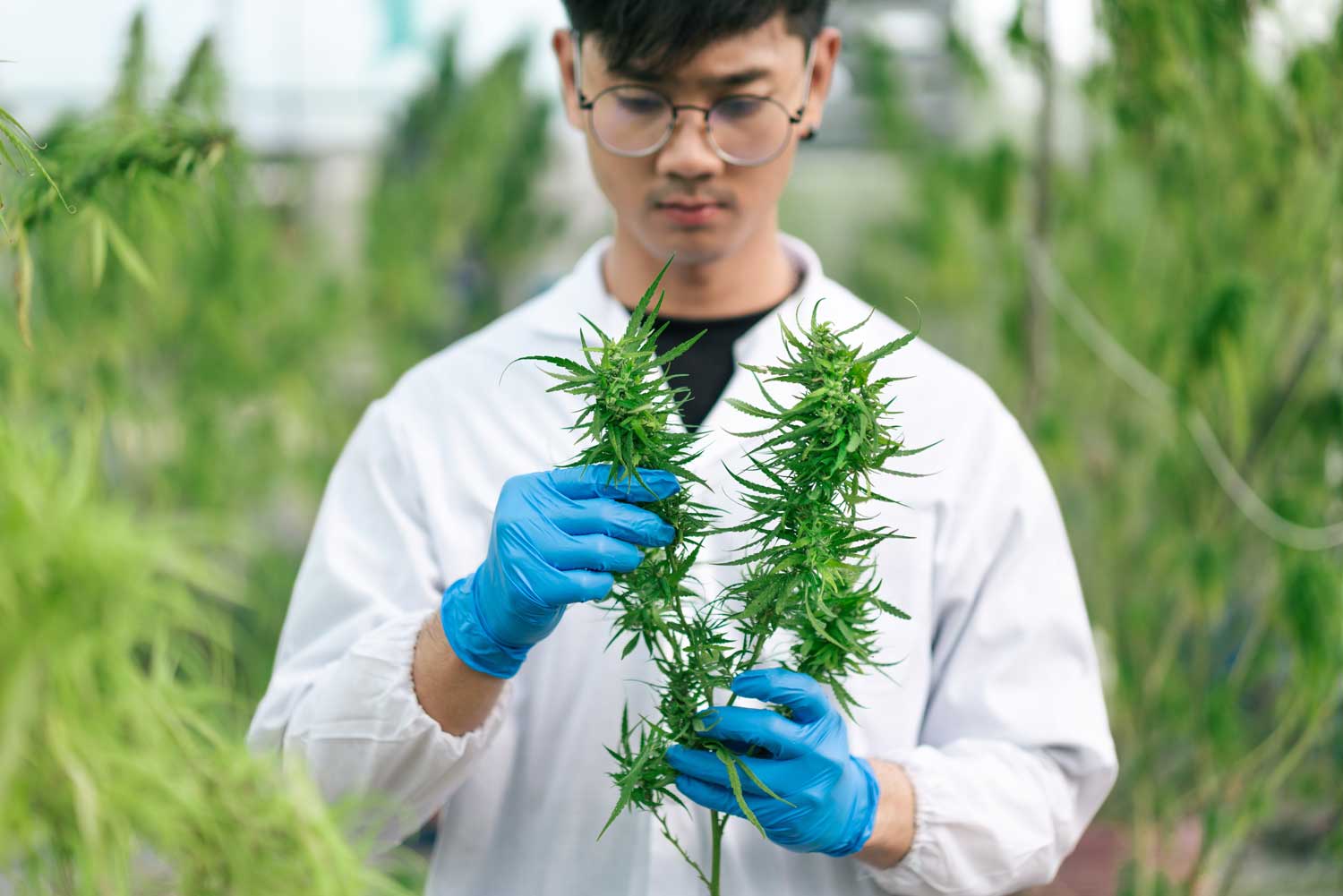 cultivation specialist in grow operation